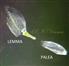  Lemma and Palea
